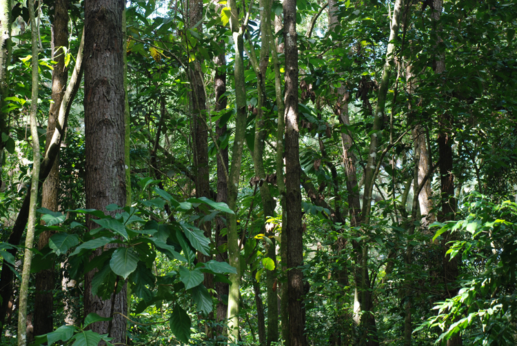 rainforest