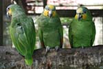 parrots