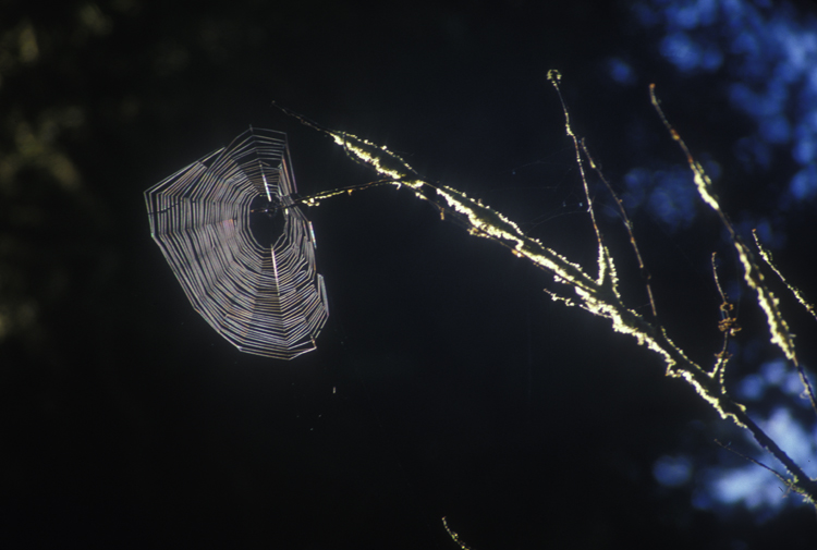 cobweb