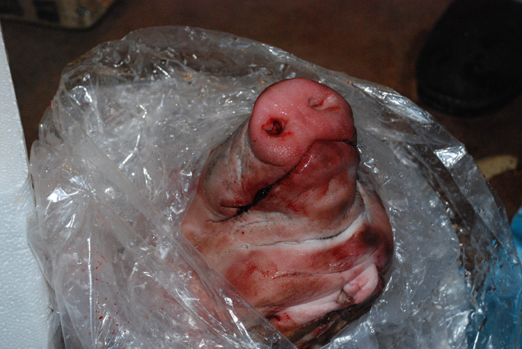 snout