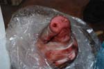 snout