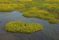 pointreyes