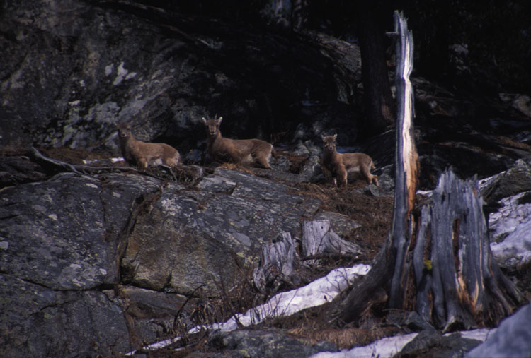 039steinbock