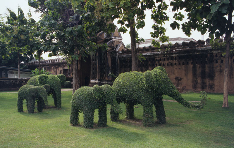 06elephant_tree