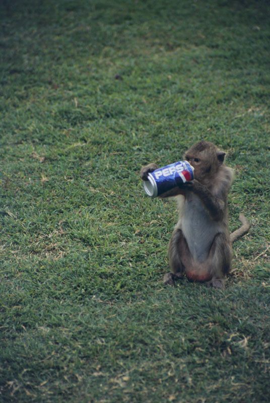 08Pepsi_monkey