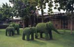 06elephant_tree